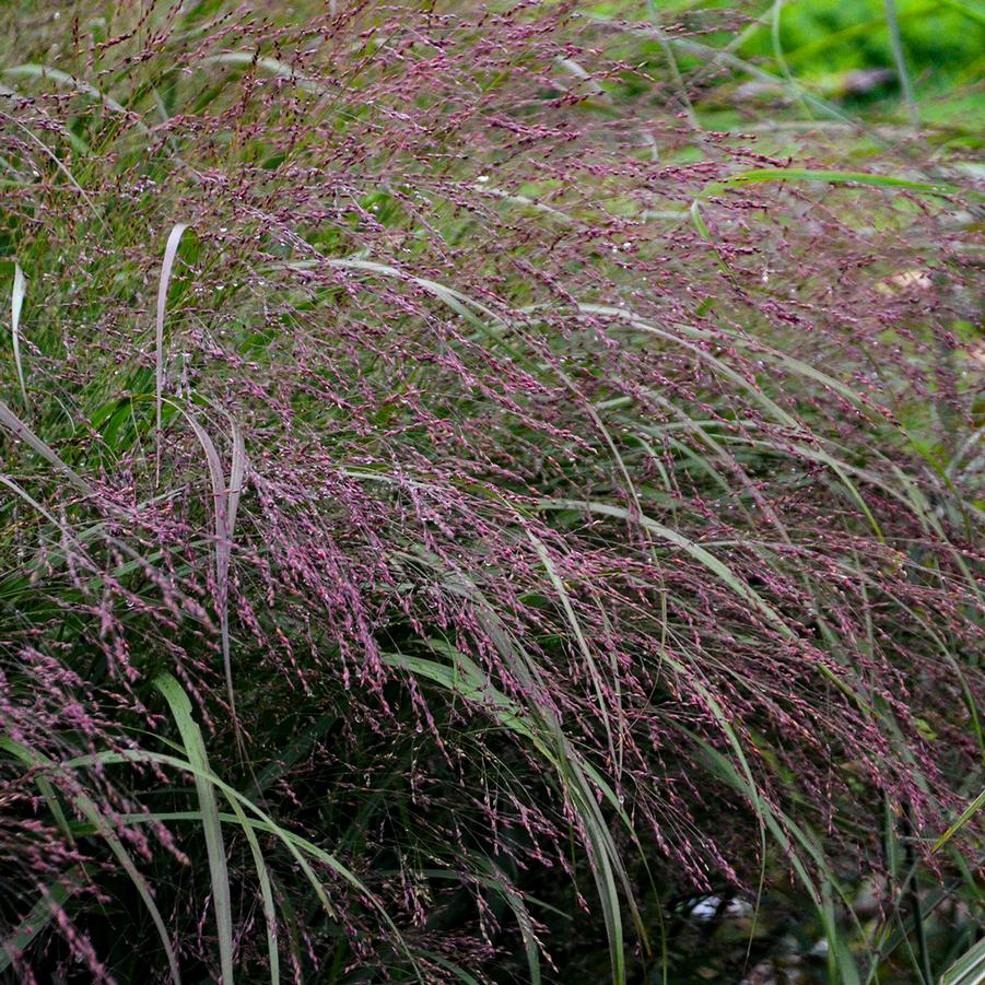 Panicum virgatum PRAIRIE WINDS® 'Apache Rose' - Switch Grass from Hoffie Nursery