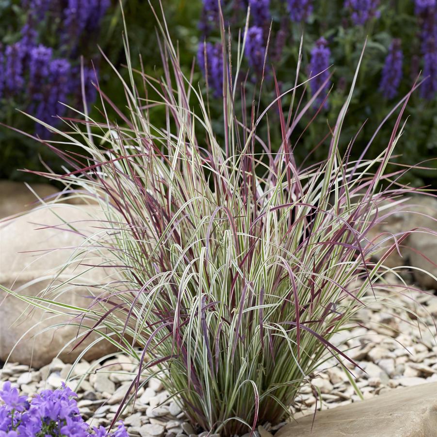 Schizachyrium scoparium 'Chameleon' - Little Bluestem from Hoffie Nursery