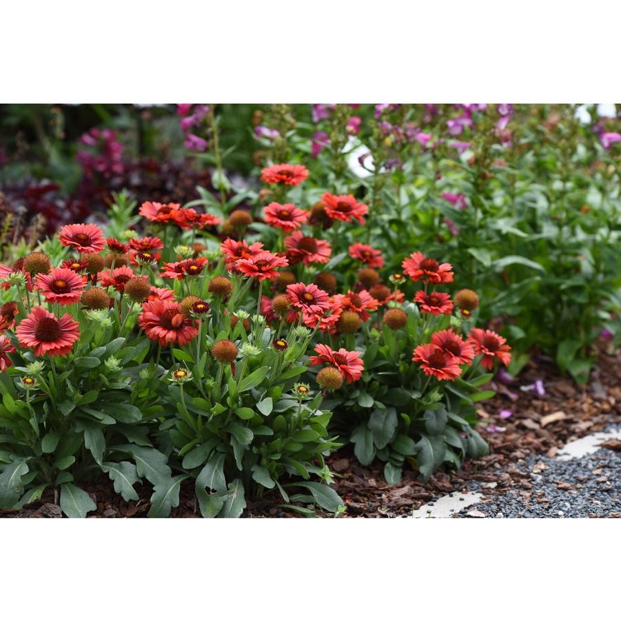 Gaillardia aristata Spintop® Red Spintop® - Blanket Flower from Hoffie Nursery