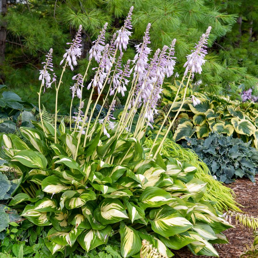 Hosta Shadowland® 'Miss America' - Hosta from Hoffie Nursery