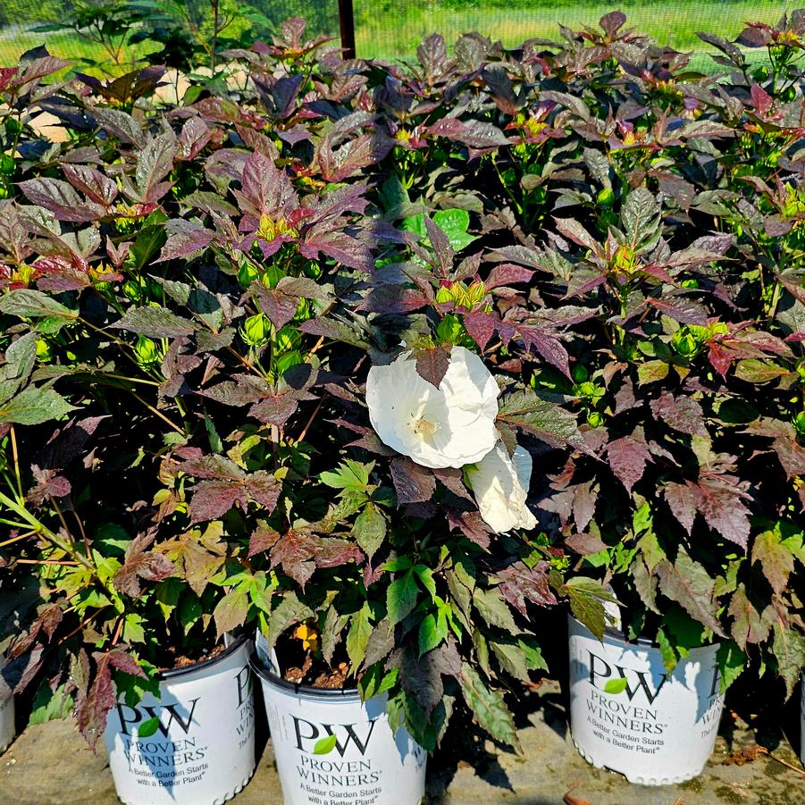 Hibiscus Summerific® Summerific® 'Cookies and Cream' - Rose Mallow from Hoffie Nursery