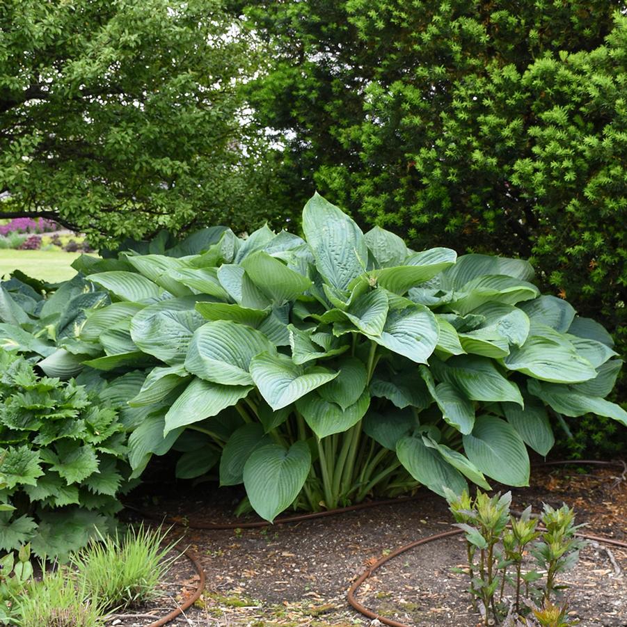 Hosta 'Empress Wu' - Hosta from Hoffie Nursery