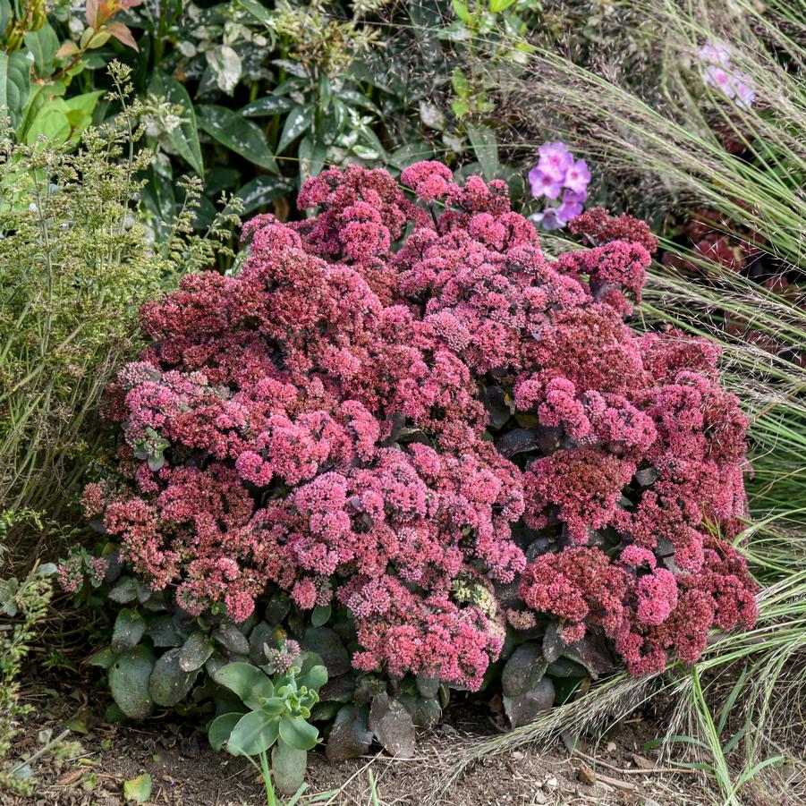 Sedum ROCK 'N GROW® 'Midnight Velvet' - Stonecrop from Hoffie Nursery