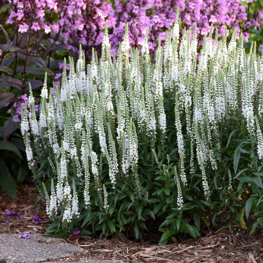 Veronica Magic Show® 'White Wands' - Speedwell from Hoffie Nursery