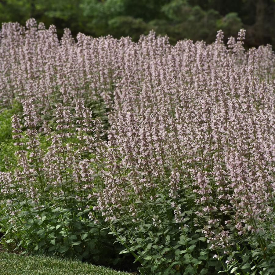 Nepeta faassenii Whispurr™ 'Pink' - Persian Catmint from Hoffie Nursery