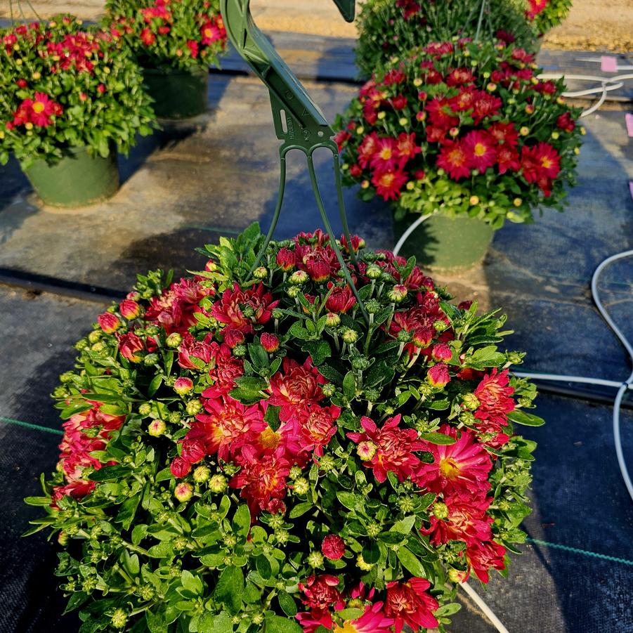 Chrysanthemum Summer Sunset - Fall Garden Mum from Hoffie Nursery