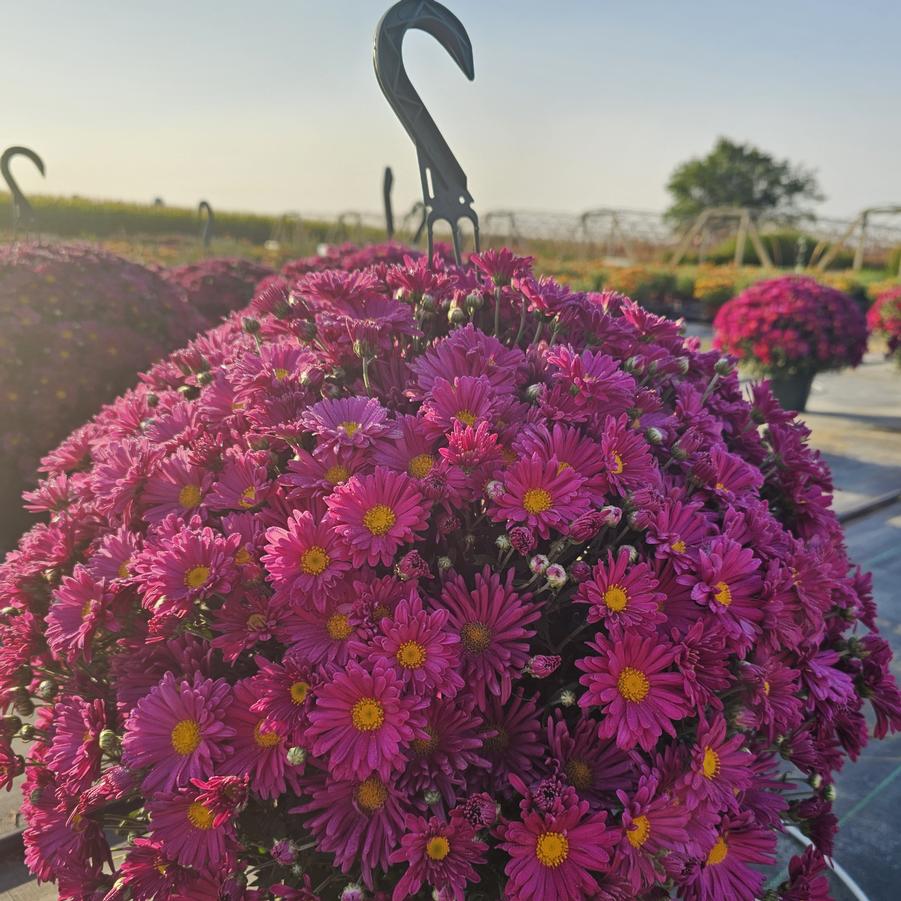 Chrysanthemum Teresa - Fall Garden Mum from Hoffie Nursery