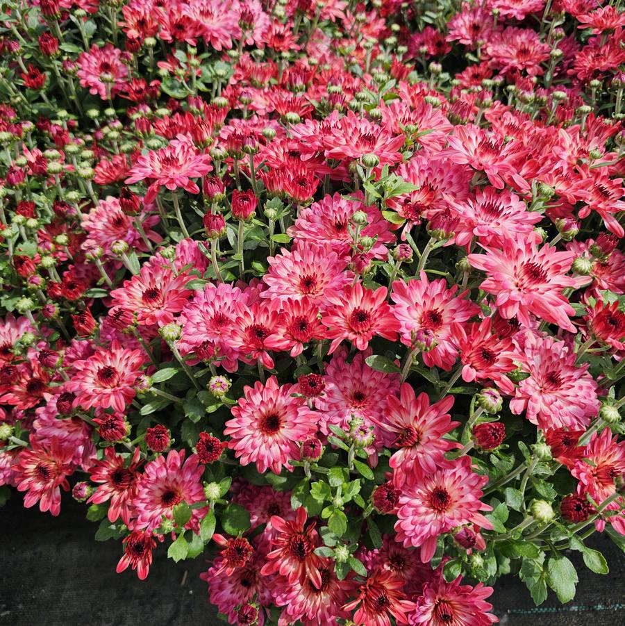 Chrysanthemum 'Strawberry Ice' - Fall Garden Mum from Hoffie Nursery