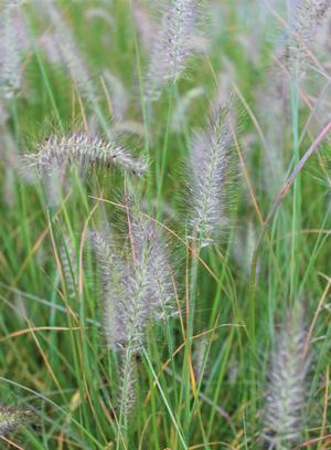 Pennisetum alopecuroides 'Hameln' - Dwarf Fountain Grass from Hoffie Nursery