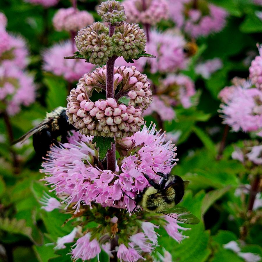 Caryopteris incana 'Pavilion Pink' - Pink Caryopteris from Hoffie Nursery