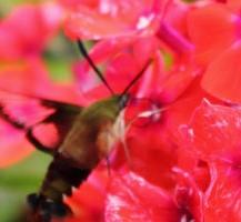 Phlox paniculata 'Orange Perfection' - Garden Phlox from Hoffie Nursery