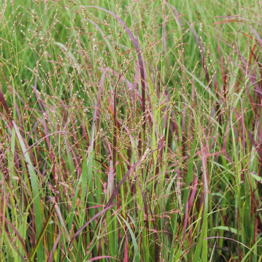 Panicum virgatum 'Prairie Fire' - Red Switchgrass from Hoffie Nursery