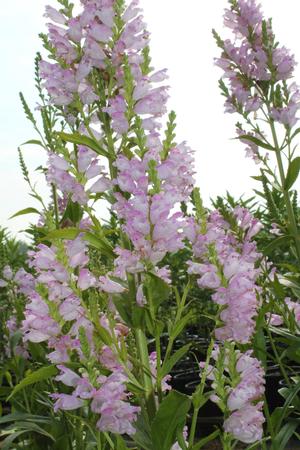 Physostegia virginiana 'Pink Manners' Obedient Plant from Hoffie Nursery