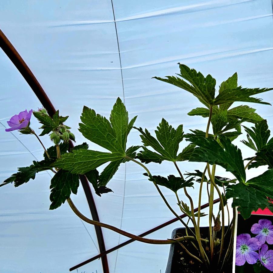 Geranium maculatum - Wild Geranium from Hoffie Nursery