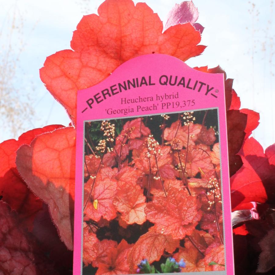 Heuchera 'Georgia Peach' - Coral Bells from Hoffie Nursery