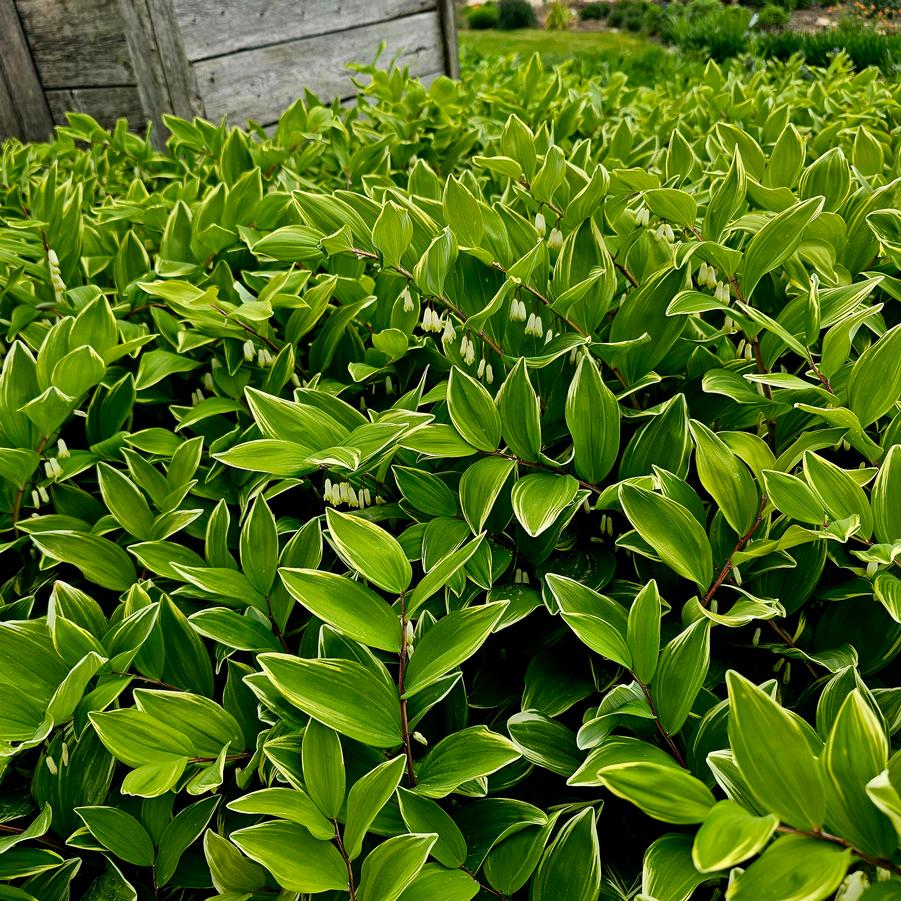 Polygonatum odoratum 'Variegatum' - Variegated Solomon's Seal from Hoffie Nursery