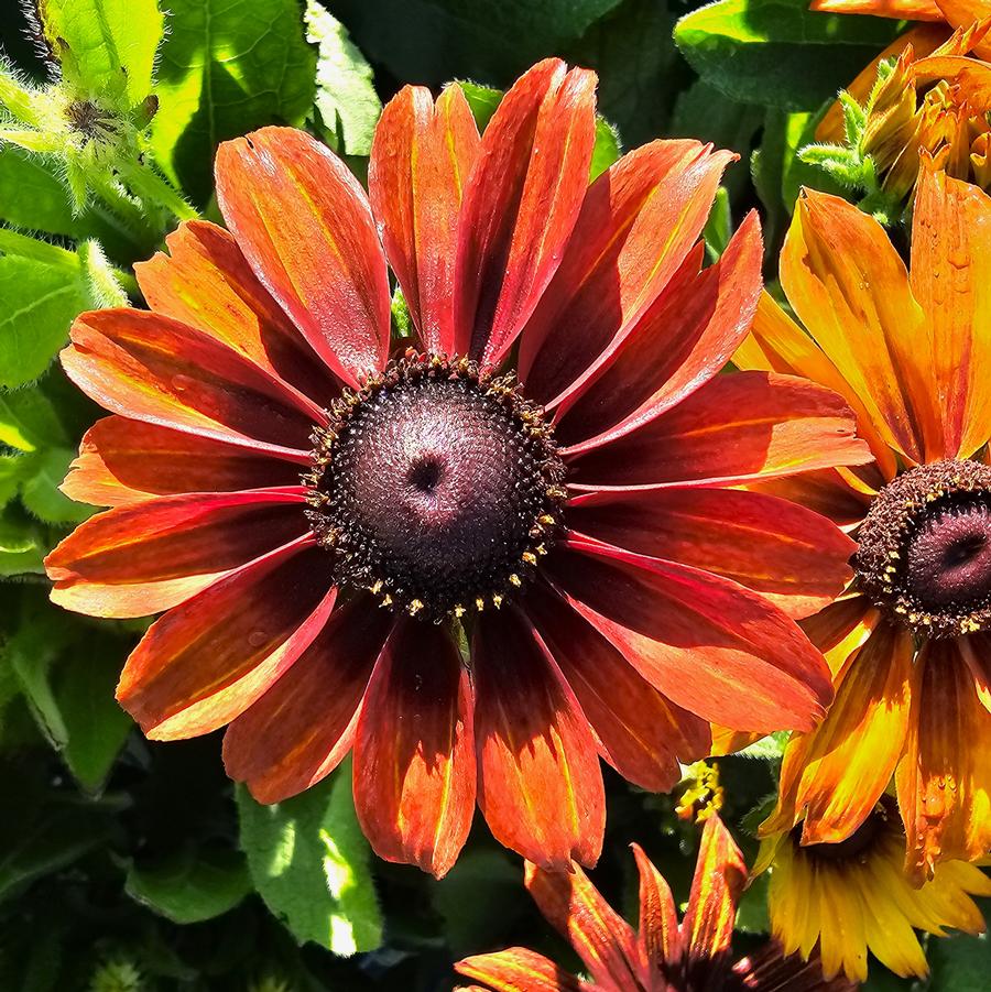 Rudbeckia 'Autumn Colors' - Fall Black-Eyed Susan from Hoffie Nursery