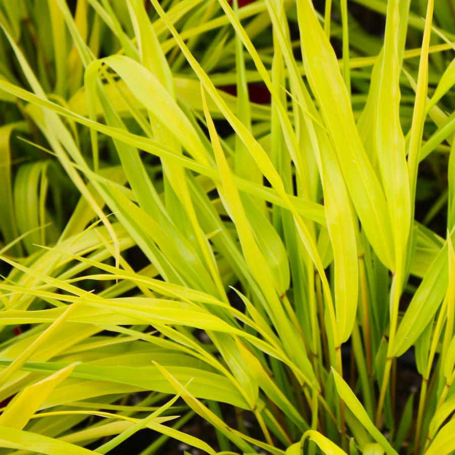 Hakonechloa macra 'All Gold' - Golden Hakone from Hoffie Nursery