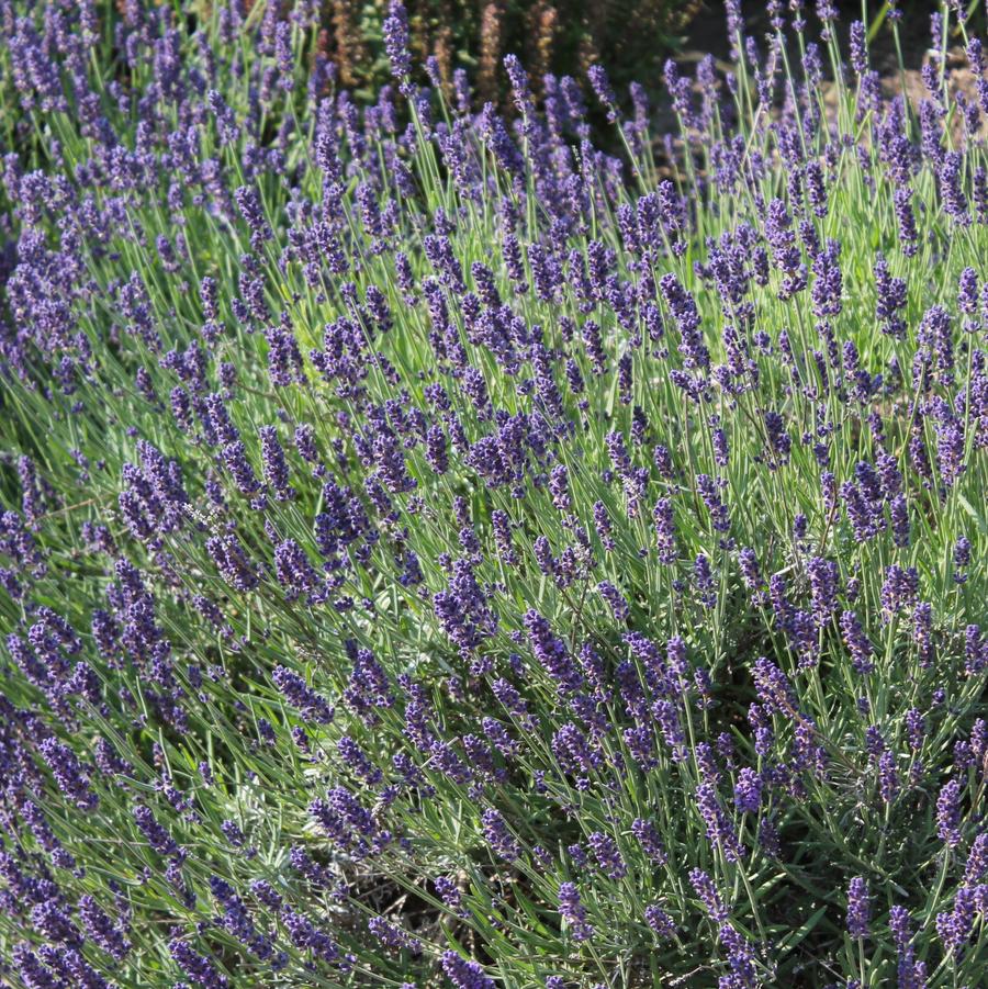 Lavandula angustifolia SWEET ROMANCE® - English Lavender from Hoffie Nursery