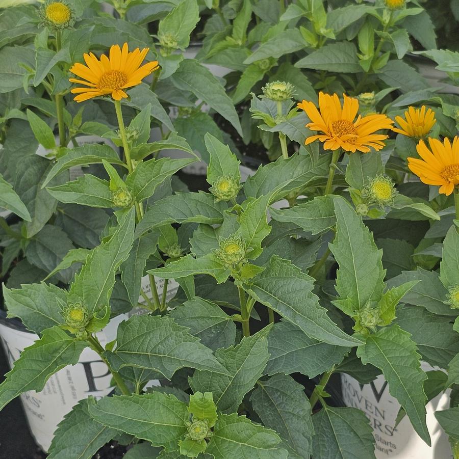 Heliopsis helianthoides 'Tuscan Sun' - Perennial Sunflower from Hoffie Nursery