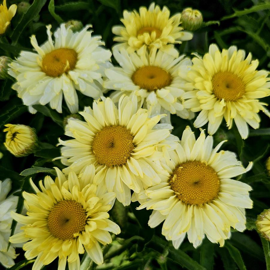 Leucanthemum Amazing Daisies® 'Banana Cream II' Amazing Daisies - Shasta Daisy from Hoffie Nursery