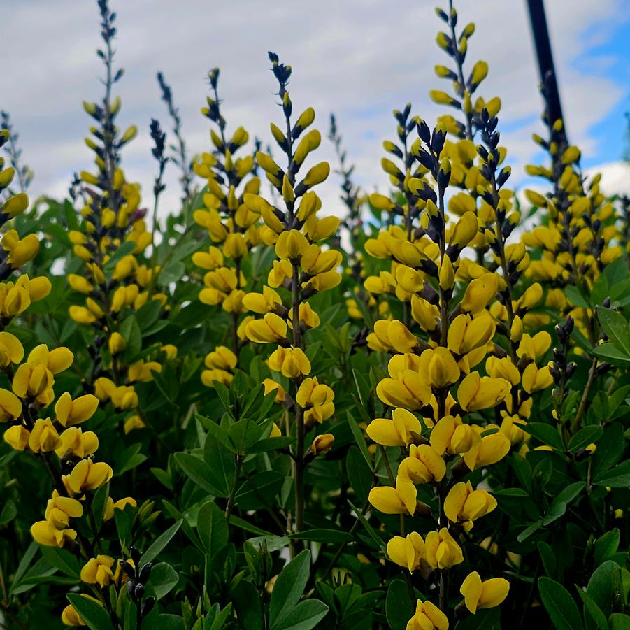Baptisia DECADENCE® DELUXE 'Lemon Meringue' - False Indigo from Hoffie Nursery