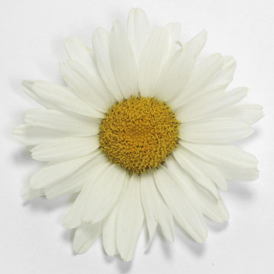 Leucanthemum superbum 'White Lion' - Shasta Daisy from Hoffie Nursery