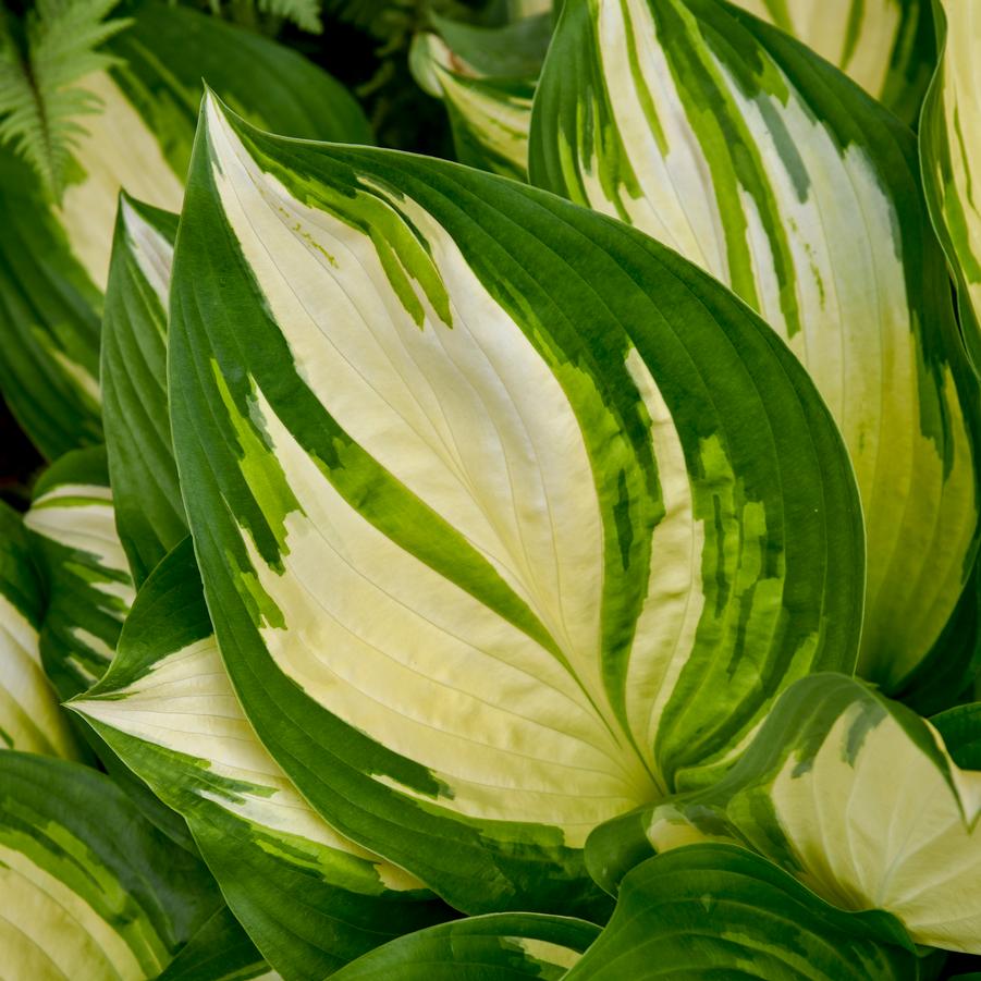 Hosta Shadowland® 'Miss America' - Hosta from Hoffie Nursery