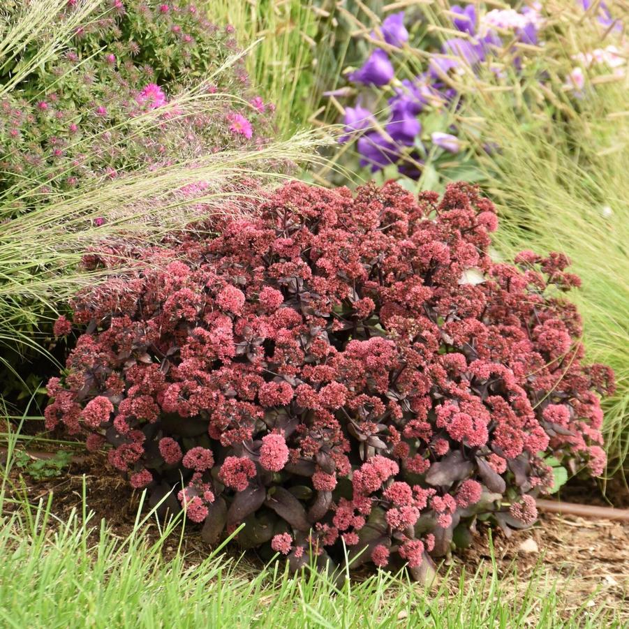 Sedum ROCK 'N GROW® 'Midnight Velvet' - Stonecrop from Hoffie Nursery