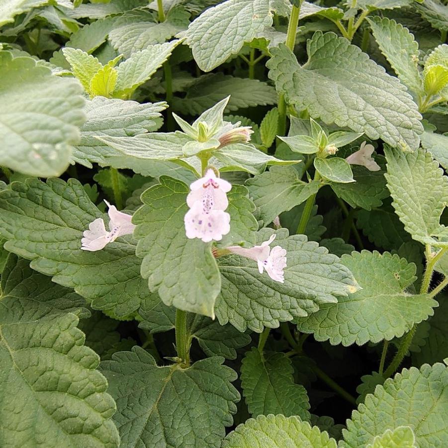 Nepeta faassenii Whispurr™ 'Pink' - Persian Catmint from Hoffie Nursery