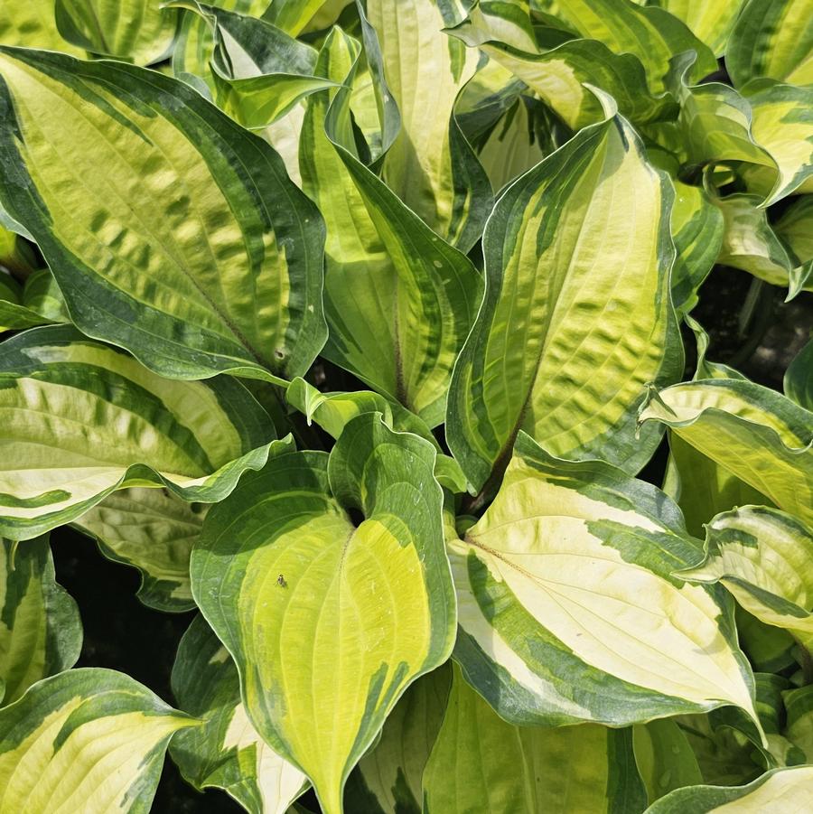 Hosta 'Island Breeze' - Hosta from Hoffie Nursery