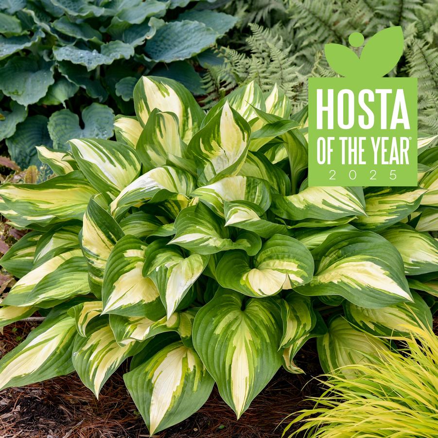 Hosta Shadowland® 'Miss America' - Hosta from Hoffie Nursery