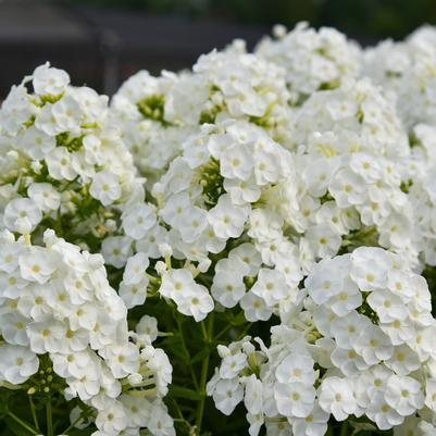 Phlox paniculata Backlight