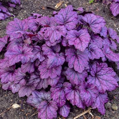 Heuchera Electric Plum