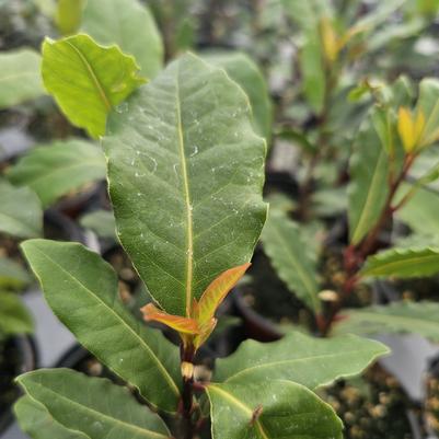 Bay Laurel 