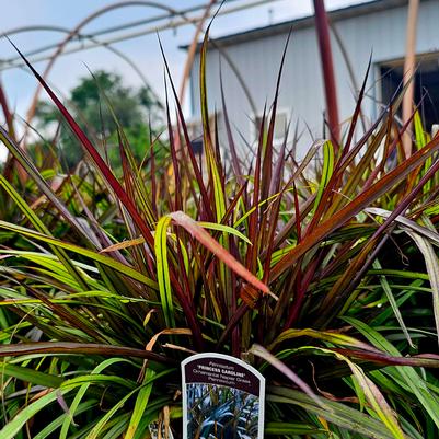Pennisetum Princess Caroline