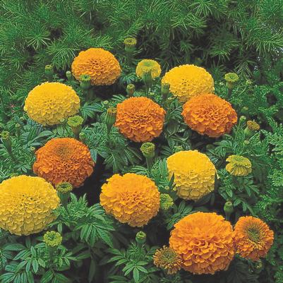 Marigold Inca II