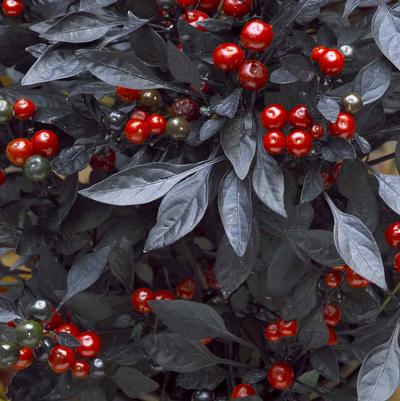 Ornamental Pepper Onyx Red