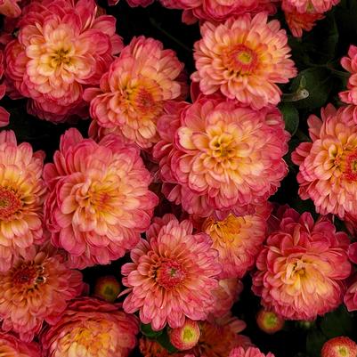 Chrysanthemum Gigi Coral 