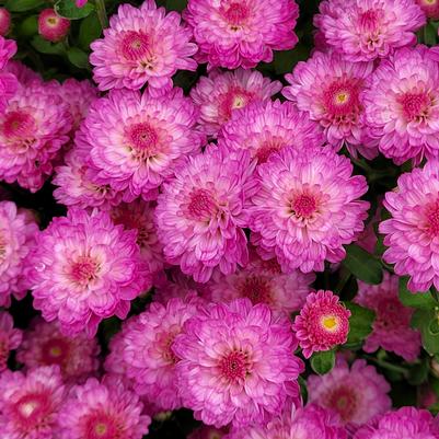 Chrysanthemum Gigi Dark Pink 