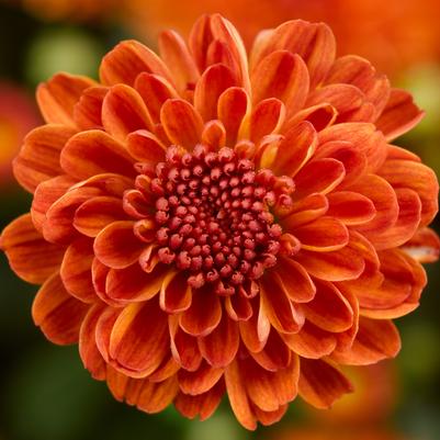 Chrysanthemum Gigi Orange 