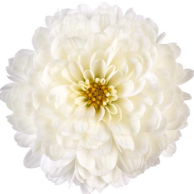 Chrysanthemum Gigi Snow White 