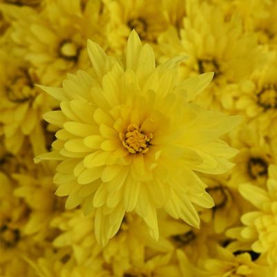Chrysanthemum Destiny Yellow 