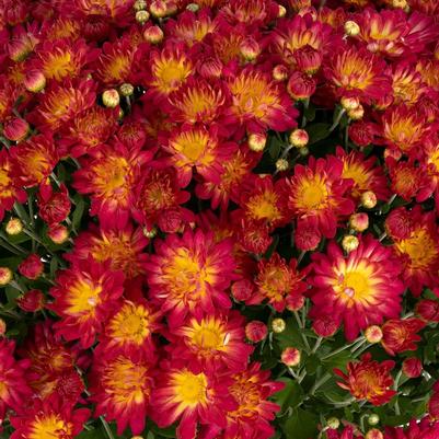 Chrysanthemum Summer Sunset 