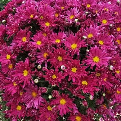 Chrysanthemum Teresa 