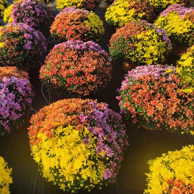 Chrysanthemum Combo Vibrant 