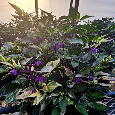 Ornamental Pepper Calico