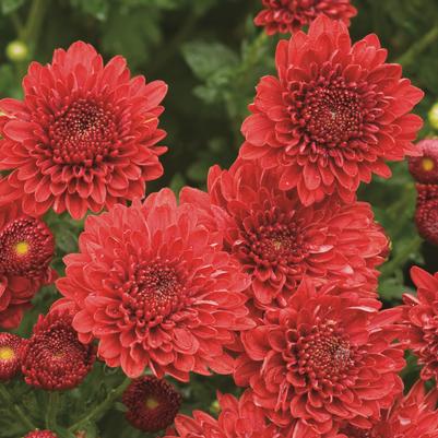 Chrysanthemum Cheryl Jolly Red 