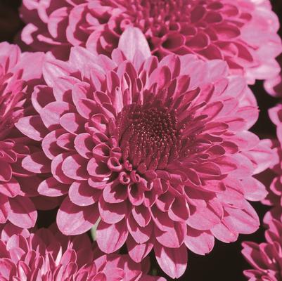 Chrysanthemum Cheryl Regal Purple 