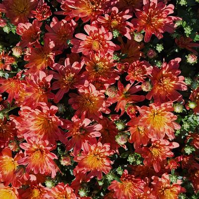 Chrysanthemum Jacqueline Orange Fusion 